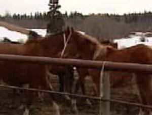 edm-horses2