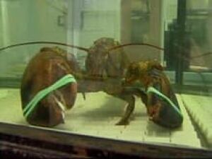 nb_lobster05