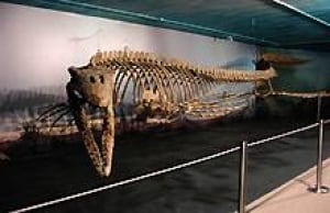 mba-bruce-mosasaur-2