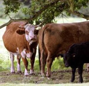 brit-cows-cp-3574555