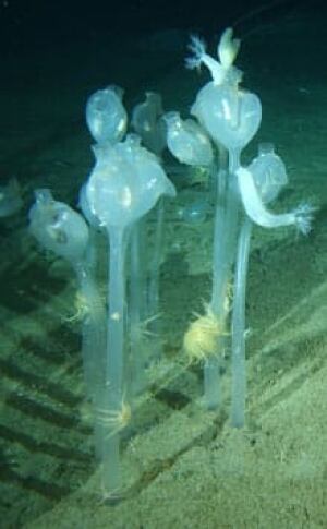 tunicates-cp-4372209