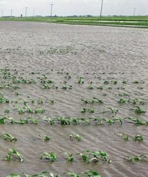 flood-field-cp-5016393