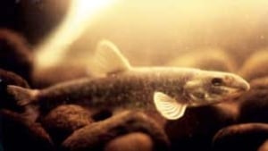 bc-080909-nooksack-dace-DFO