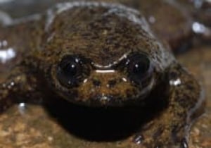 lunglessfrog