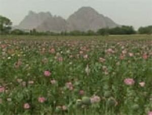 ot-afghanistan-poppy-fields