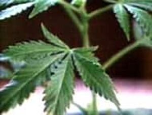 bc-080220-marijuana01-TOP