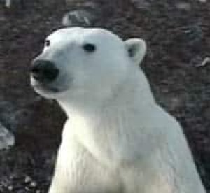 polar-bear061228
