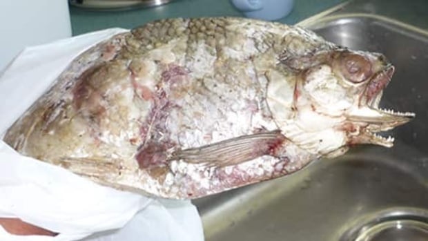north-chip-fish080815