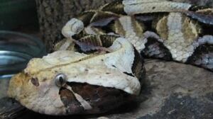 gaboon-viper-584