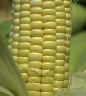 corn-cp-3680275