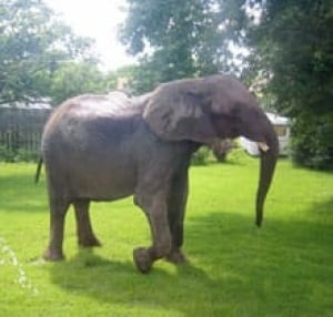 elephantkansas2-cp-4984543