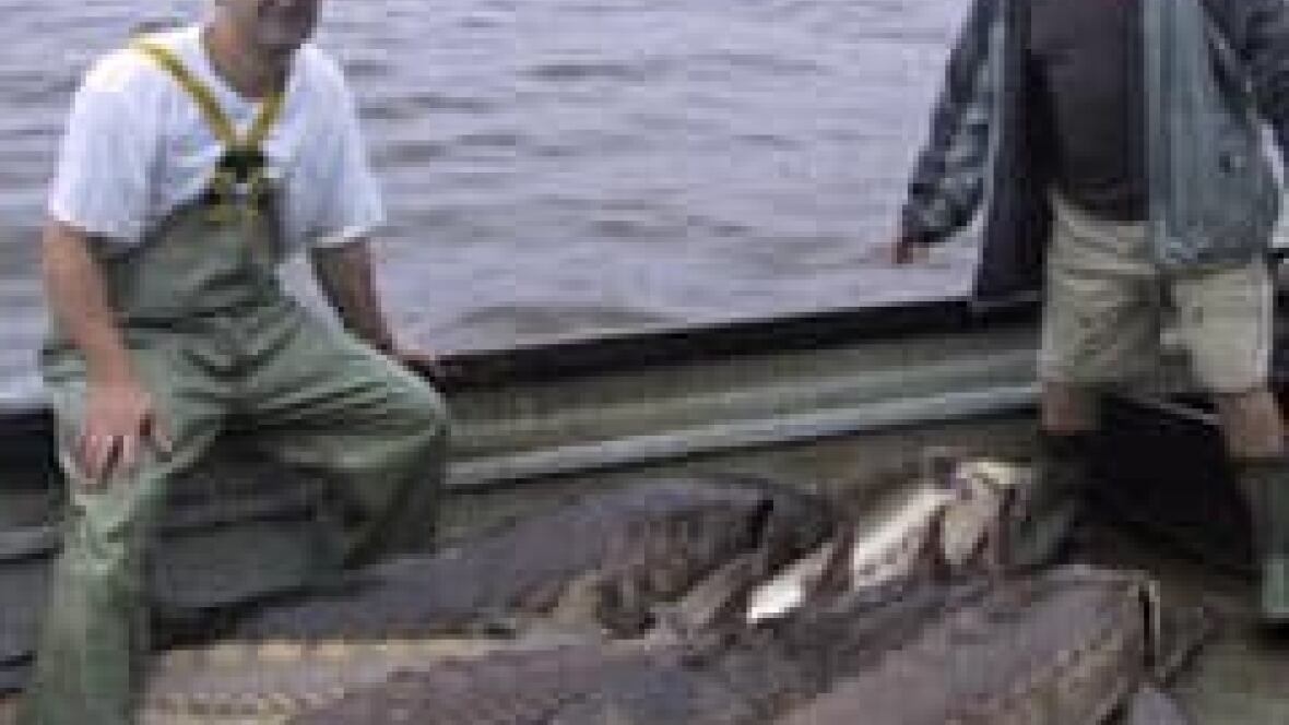Saint John River sturgeon fishing season off to good start New