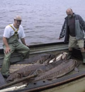atlanticsturgeon-080911
