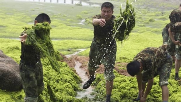 full-algae-cp-5128997
