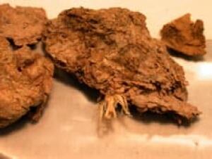 fossil-poop-cp-4617197