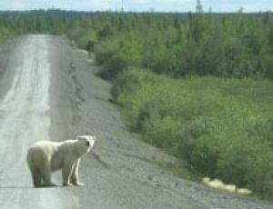 north-polarbear070813