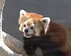 edm-panda