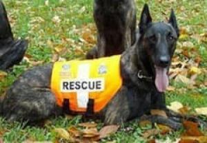 rescue-dog-ace