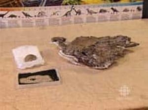 cgy-turtle-fossil2