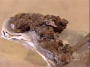 cgy-turtle-fossil