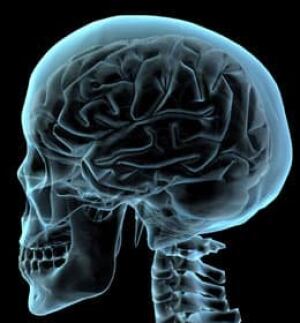 skull-brain-purestock018843