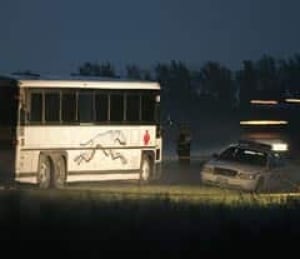 Greyhound