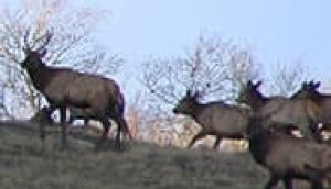 elk070102