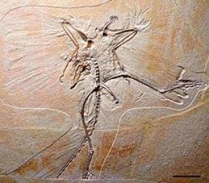 archaeopteryx-cp-250-283379