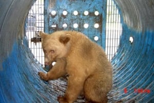 bc-081029-spirit-bear-FULL