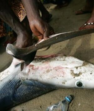 sharkfin-080703