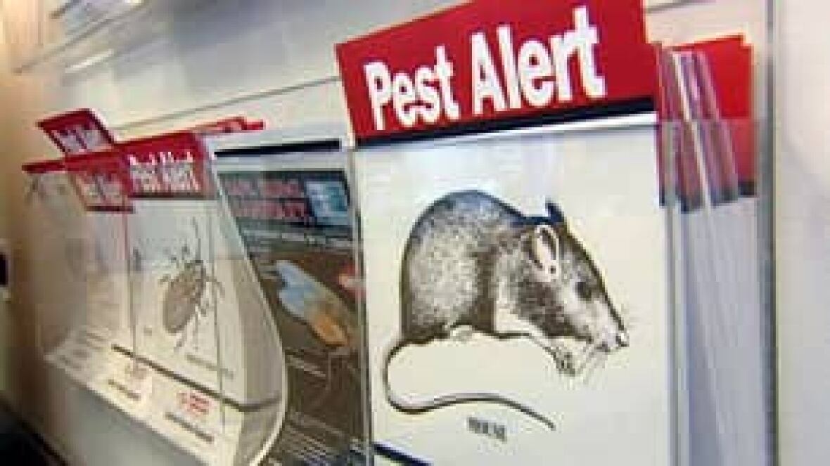 Rat problem rising in Vancouver, pest controllers say CBC News