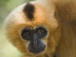 top-gibbon-121874