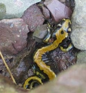 cgy-salamander