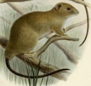 dwarf-cloud-rat-oldfield