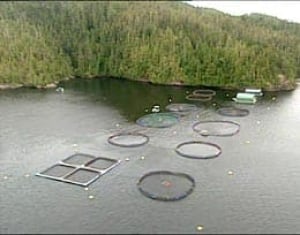 bc-080703-fishfarm2