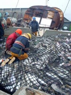 trawlercatch-080703