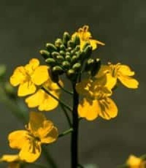 canola_flower