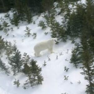 nl-rcmp-polar-20080329