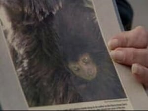 monkey_poster