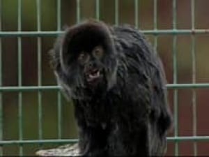monkey01