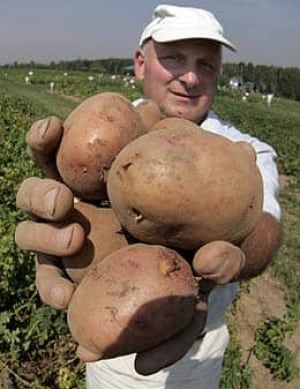 f-potato-260-cp