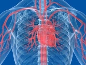 heart-cp-iStock-small