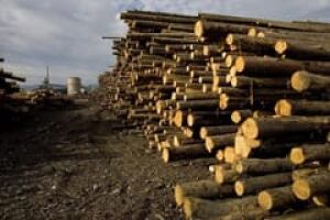 sawmill-cp-3885299