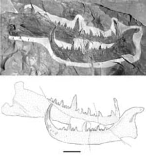 claw-1121-m-poschmann