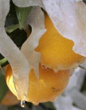 frozen-orange-cp-2277450
