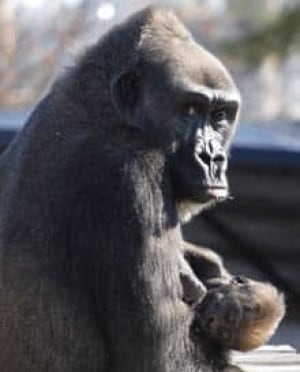 gorilla-cp-2072441