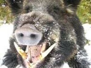 boars070104