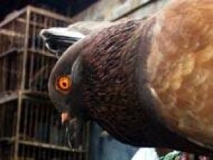 top-pigeon2_cp_9517693