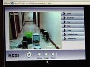 ns-dog-computer