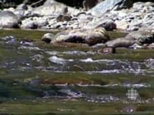 nb-river